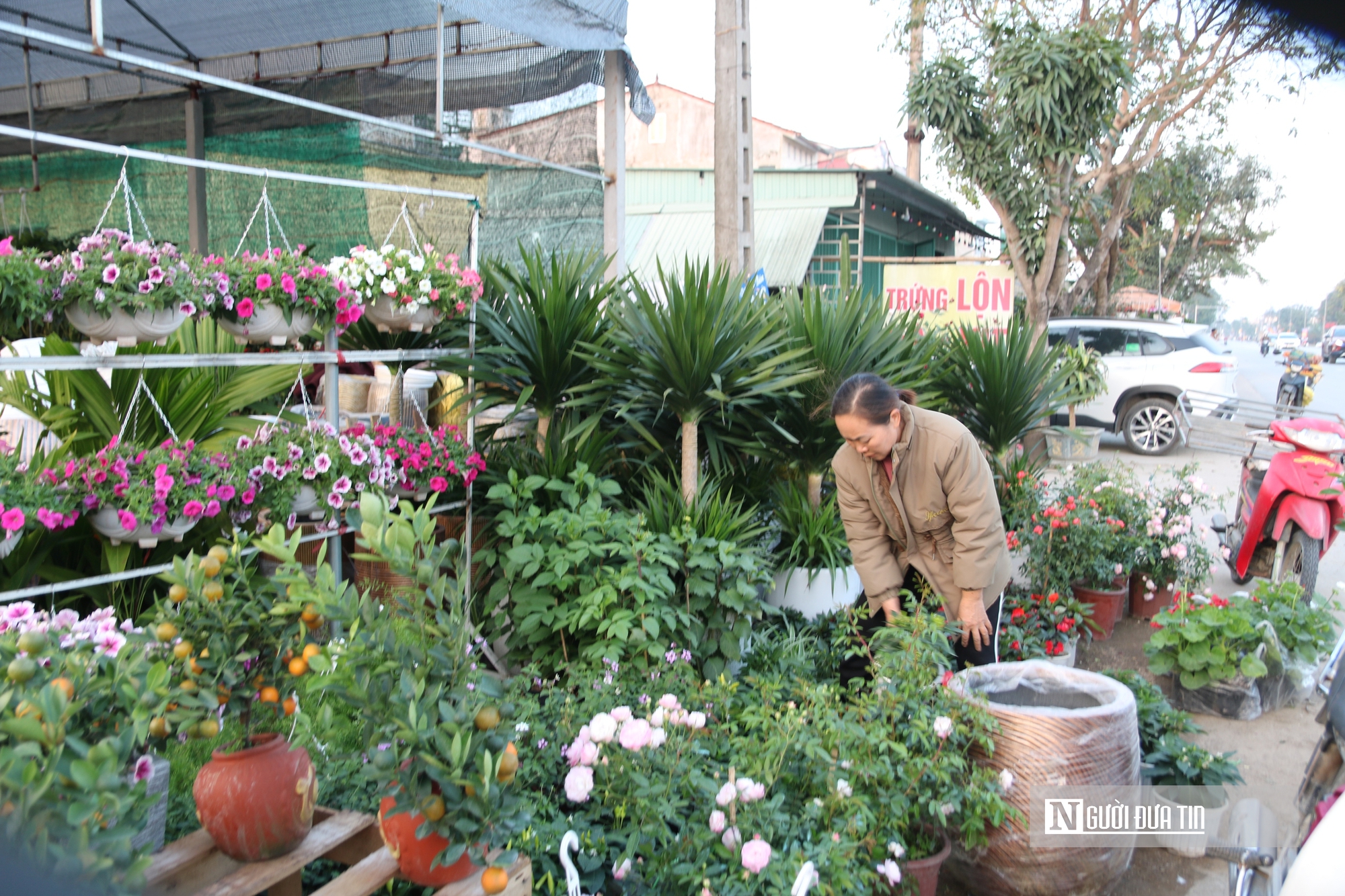 Nghệ An: Thị trường hoa c&acirc;y cảnh Tết đ&atilde; khởi động, người d&acirc;n "tranh thủ" đ&oacute;n xu&acirc;n sớm- Ảnh 6.