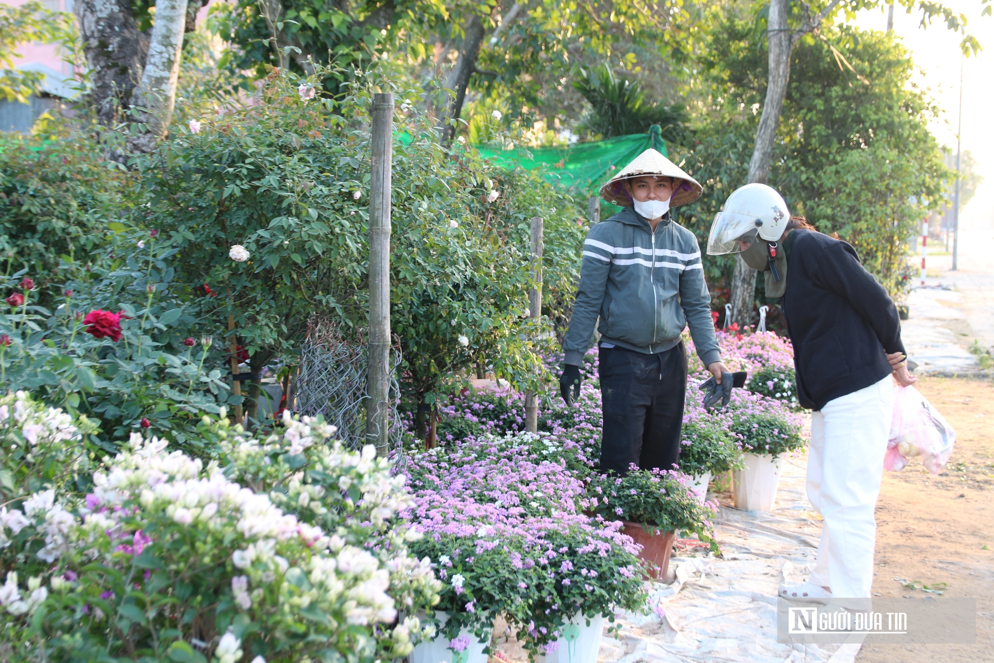 Nghệ An: Thị trường hoa c&acirc;y cảnh Tết đ&atilde; khởi động, người d&acirc;n "tranh thủ" đ&oacute;n xu&acirc;n sớm- Ảnh 7.