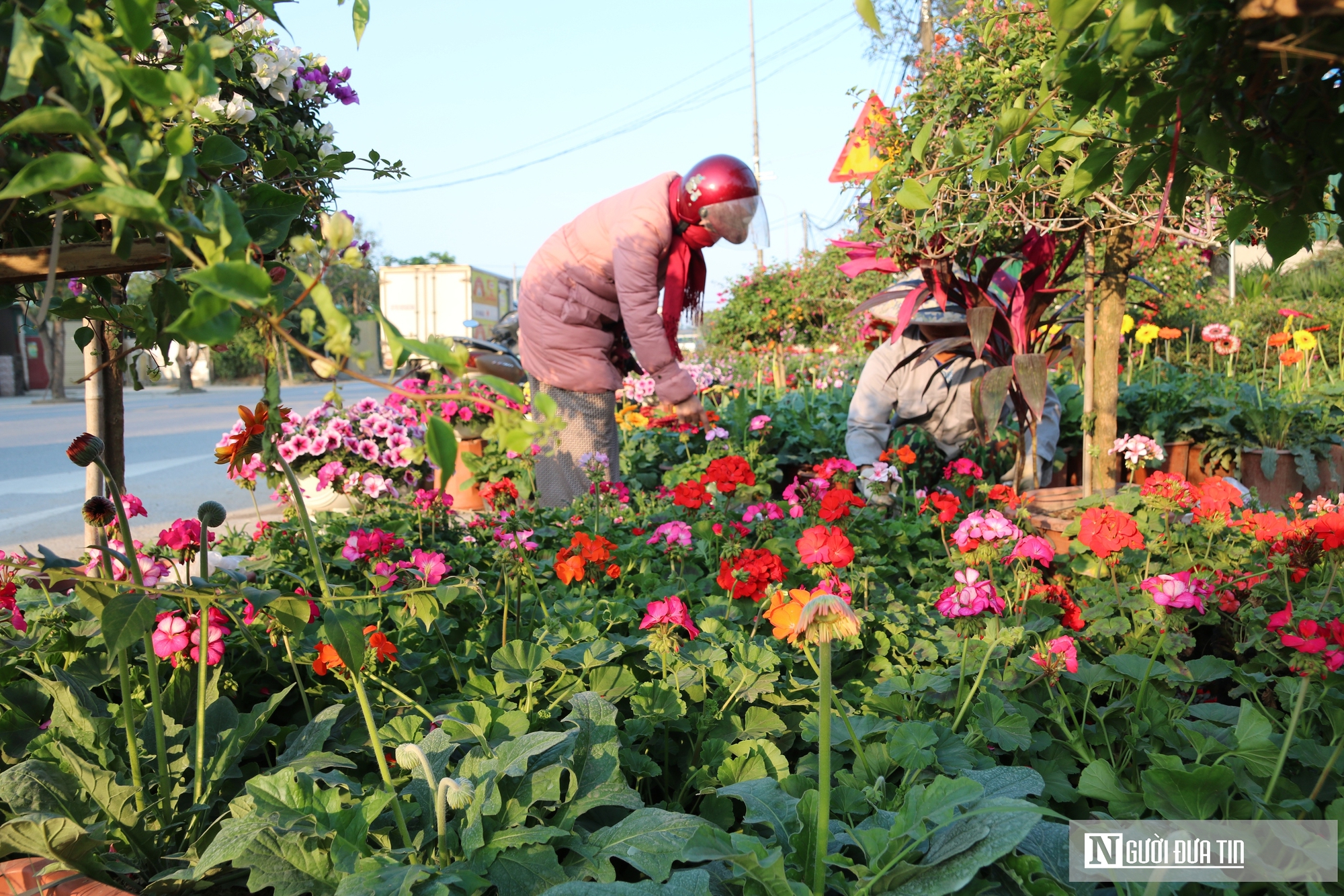 Nghệ An: Thị trường hoa c&acirc;y cảnh Tết đ&atilde; khởi động, người d&acirc;n "tranh thủ" đ&oacute;n xu&acirc;n sớm- Ảnh 8.