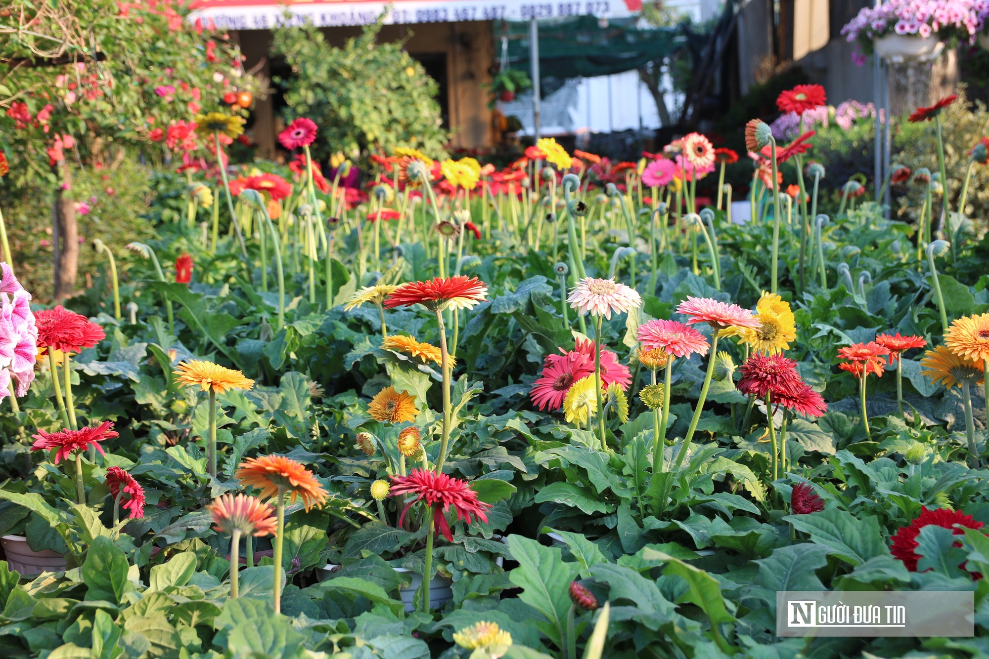 Nghệ An: Thị trường hoa c&acirc;y cảnh Tết đ&atilde; khởi động, người d&acirc;n "tranh thủ" đ&oacute;n xu&acirc;n sớm- Ảnh 14.