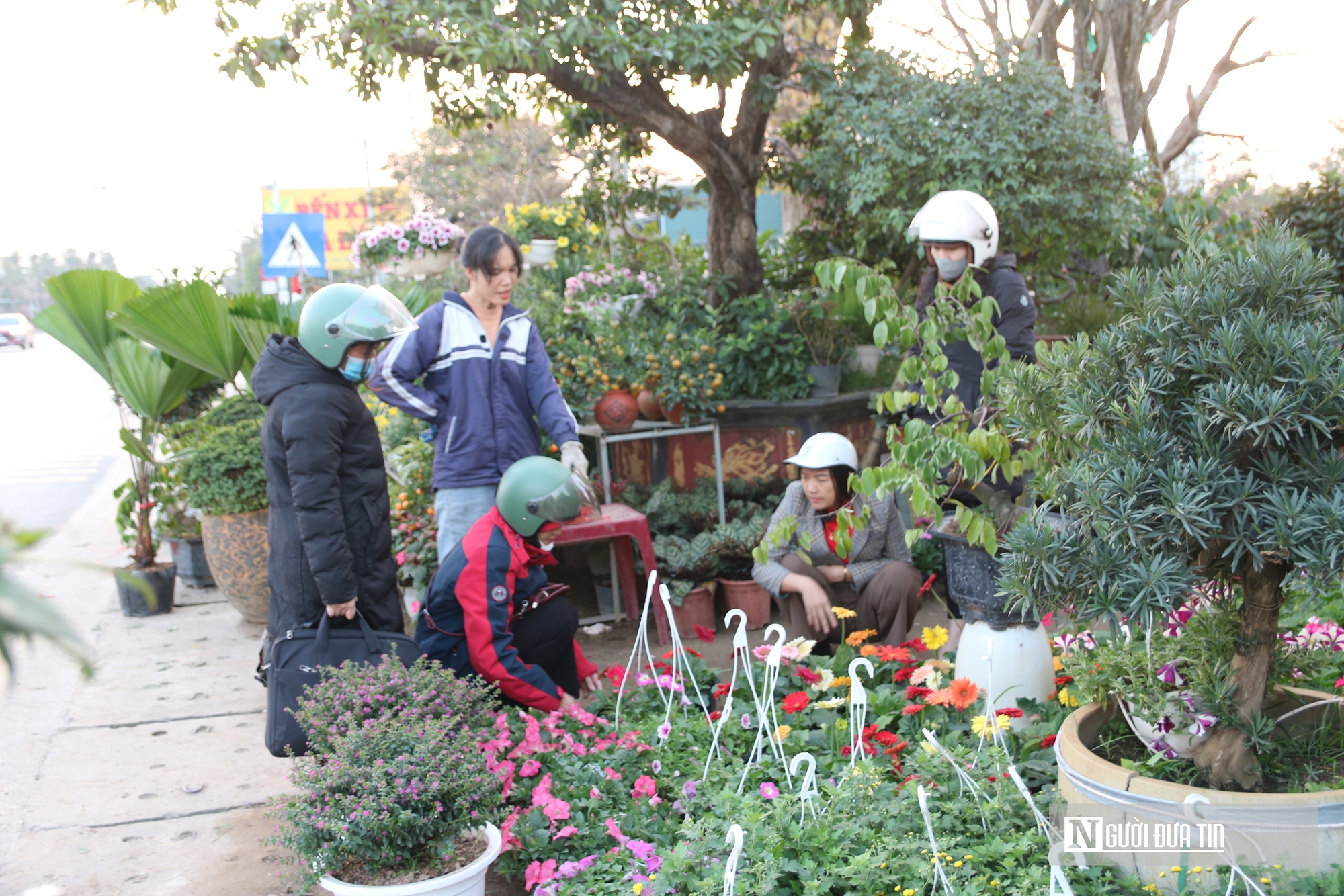 Nghệ An: Thị trường hoa c&acirc;y cảnh Tết đ&atilde; khởi động, người d&acirc;n "tranh thủ" đ&oacute;n xu&acirc;n sớm- Ảnh 16.