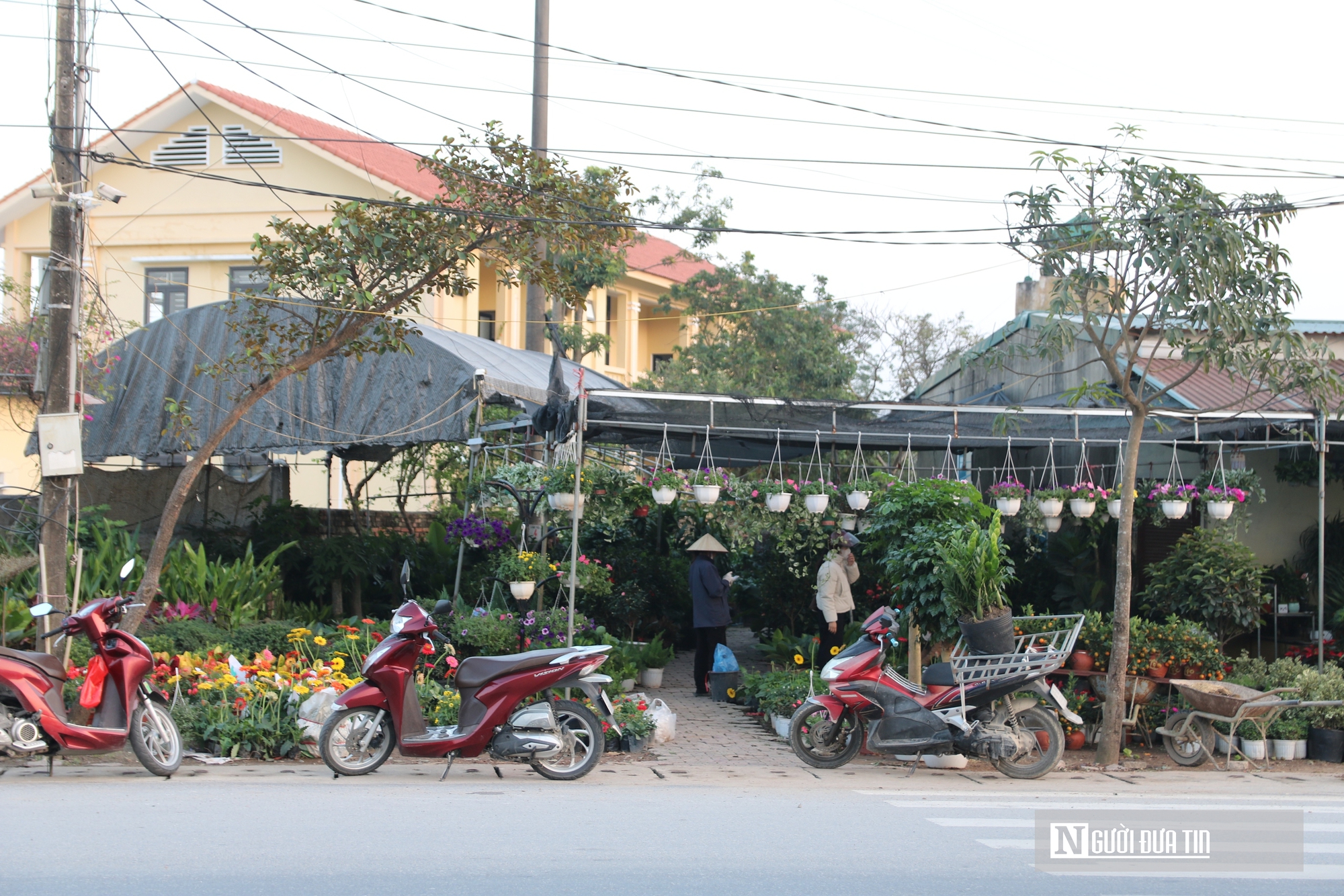 Nghệ An: Thị trường hoa c&acirc;y cảnh Tết đ&atilde; khởi động, người d&acirc;n "tranh thủ" đ&oacute;n xu&acirc;n sớm- Ảnh 17.