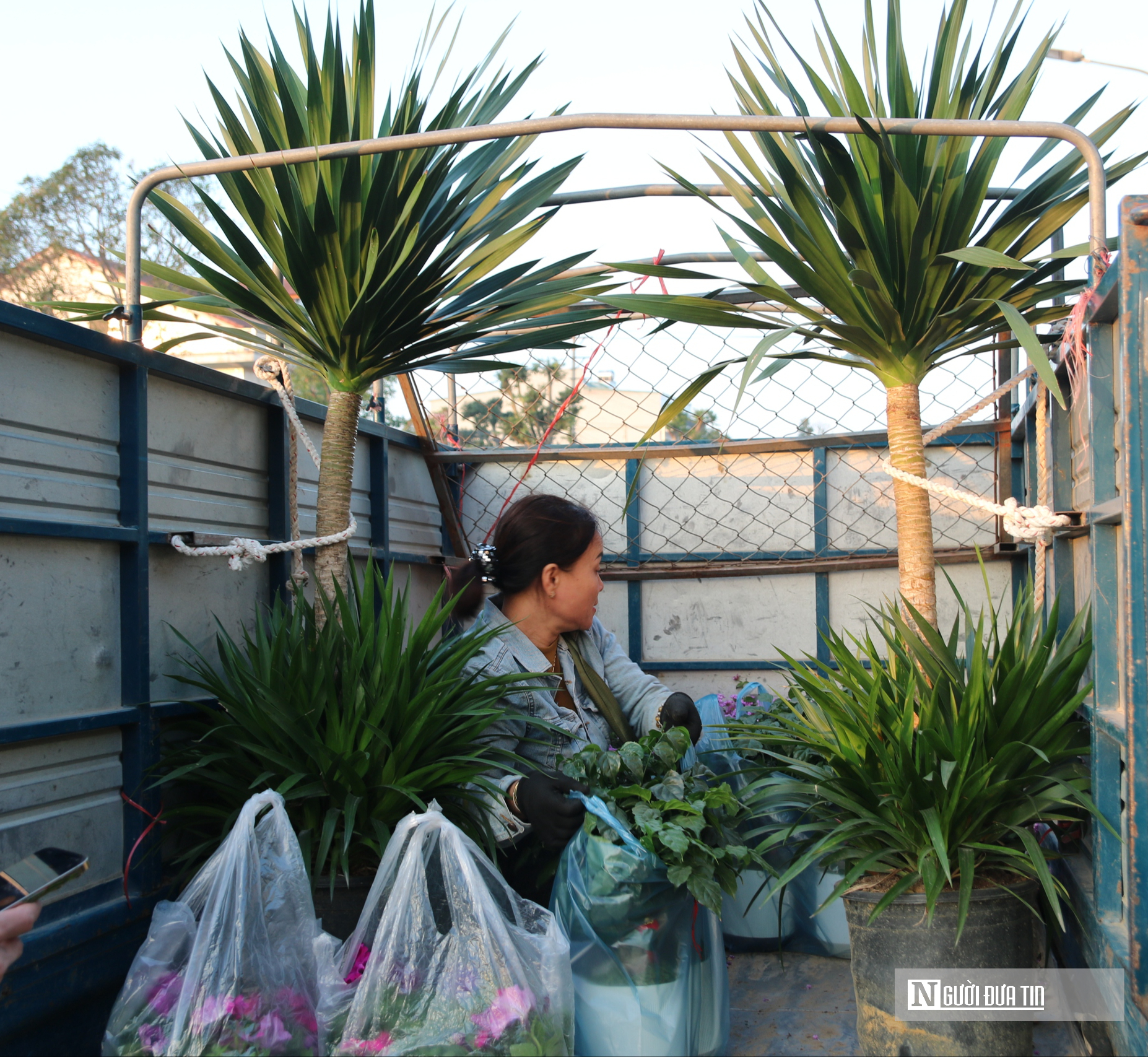 Nghệ An: Thị trường hoa c&acirc;y cảnh Tết đ&atilde; khởi động, người d&acirc;n "tranh thủ" đ&oacute;n xu&acirc;n sớm- Ảnh 3.