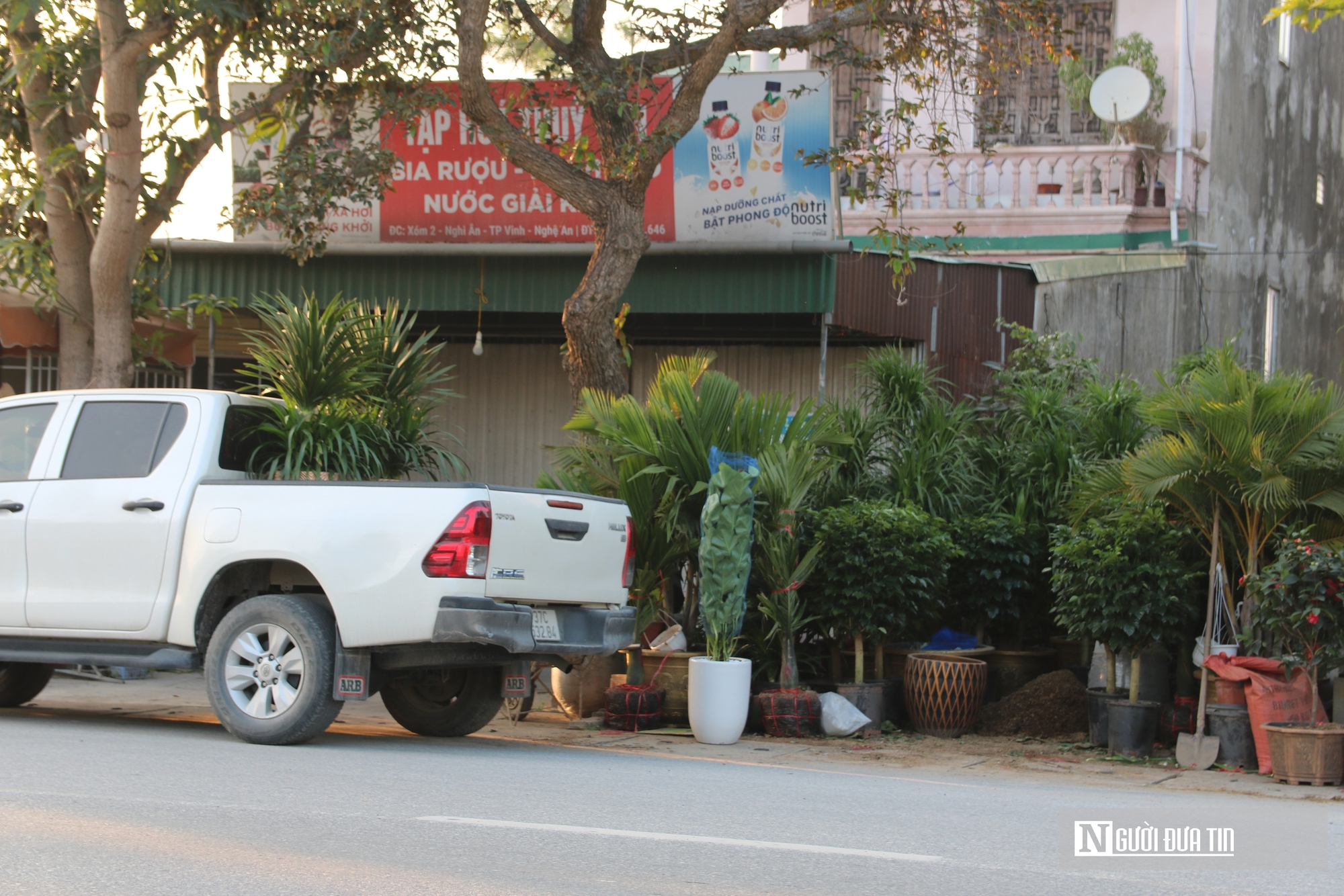 Nghệ An: Thị trường hoa c&acirc;y cảnh Tết đ&atilde; khởi động, người d&acirc;n "tranh thủ" đ&oacute;n xu&acirc;n sớm- Ảnh 4.