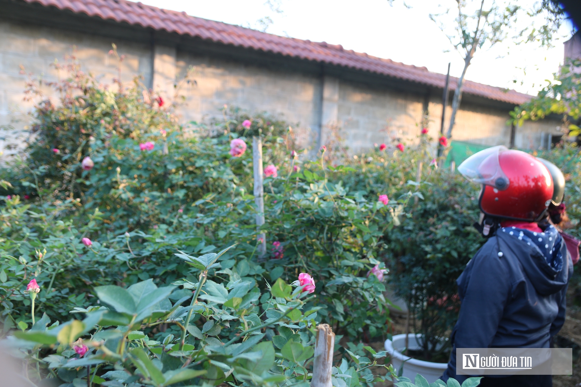 Nghệ An: Thị trường hoa c&acirc;y cảnh Tết đ&atilde; khởi động, người d&acirc;n "tranh thủ" đ&oacute;n xu&acirc;n sớm- Ảnh 2.