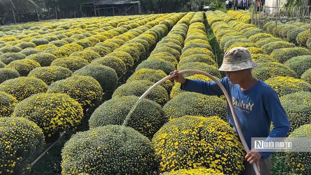 Người trồng hoa Vĩnh Long thấp thỏm mùa Tết giữa biến đổi thời tiết- Ảnh 3.