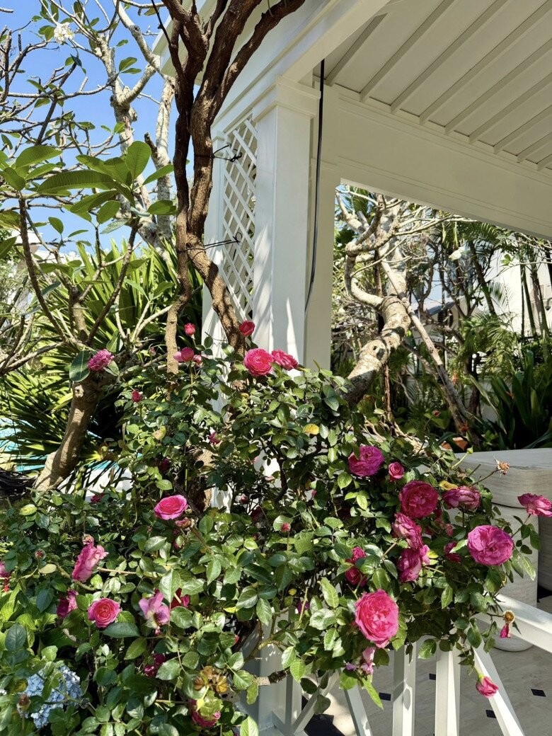 Hé lộ biệt thự rộng 2.000m2 đầy cây xanh của nhà thiết kế đình đám trong showbiz Việt- Ảnh 13.