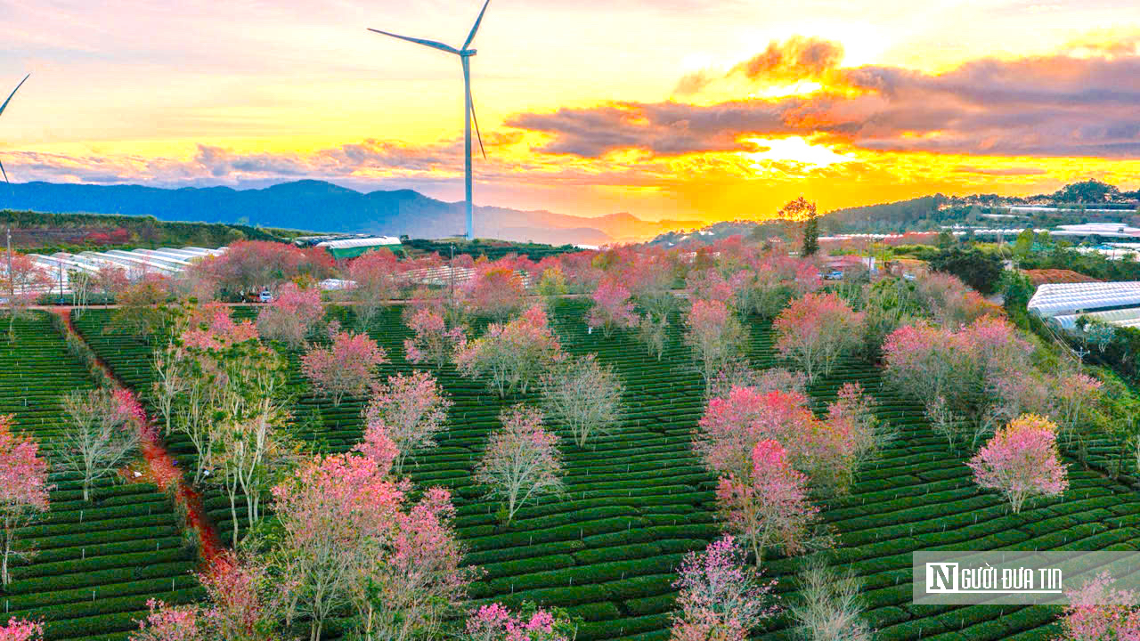 Mai anh đào nhuộm hồng Đồi chè Cầu Đất – Đà Lạt, du khách nườm nượp check-in đầu xuân- Ảnh 1.