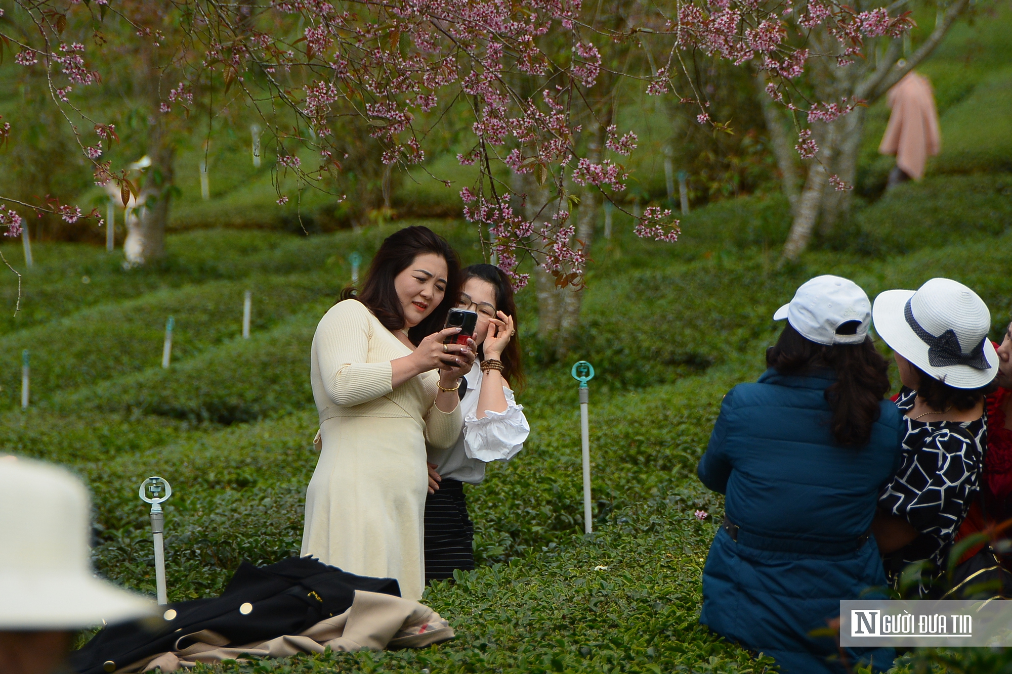 Mai anh đào nhuộm hồng Đồi chè Cầu Đất – Đà Lạt, du khách nườm nượp check-in đầu xuân- Ảnh 2.