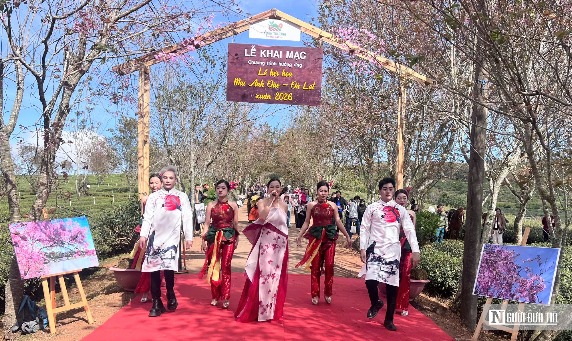Mai anh đào nhuộm hồng Đồi chè Cầu Đất – Đà Lạt, du khách nườm nượp check-in đầu xuân- Ảnh 3.