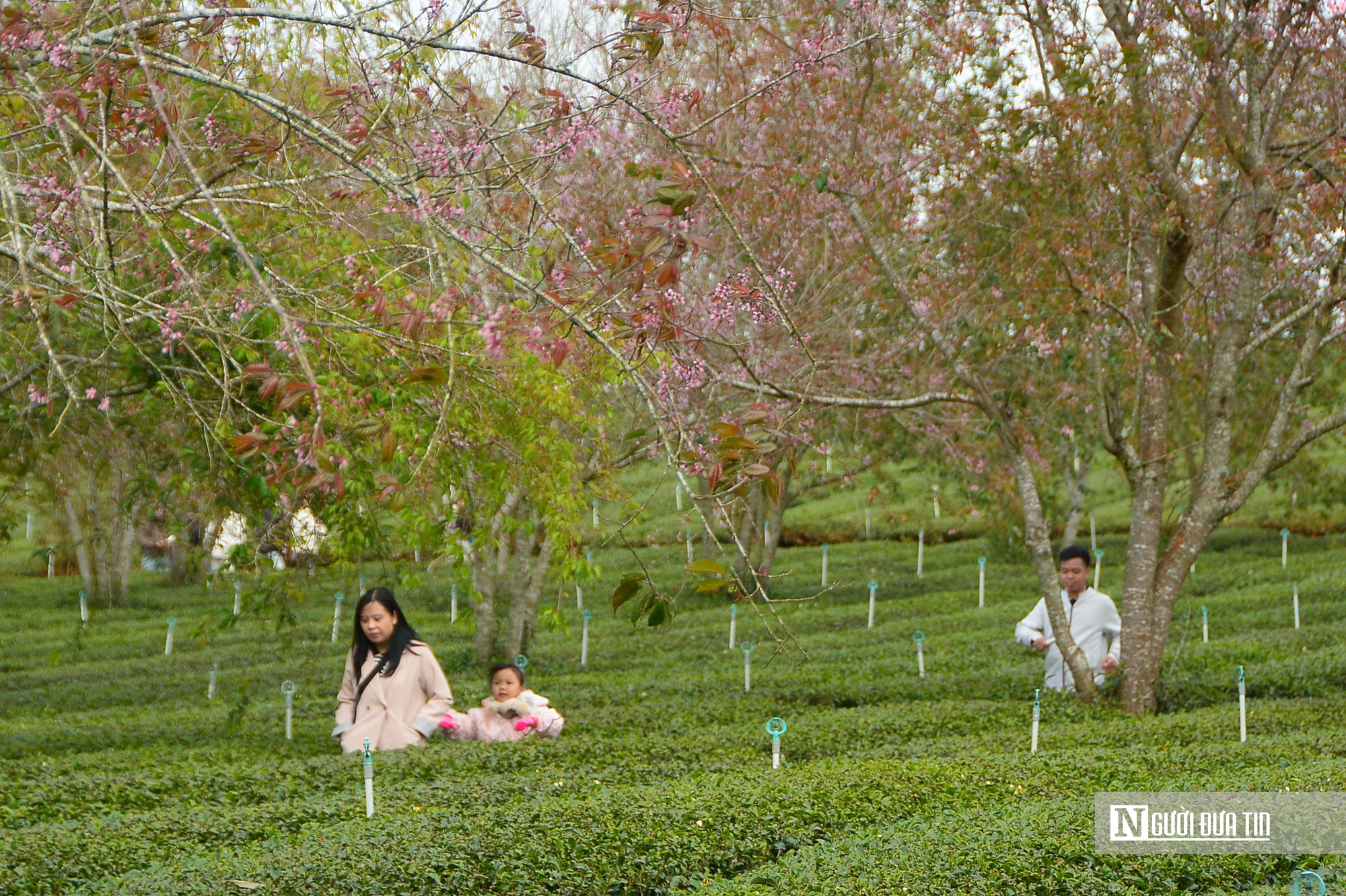 Mai anh đào nhuộm hồng Đồi chè Cầu Đất – Đà Lạt, du khách nườm nượp check-in đầu xuân- Ảnh 5.