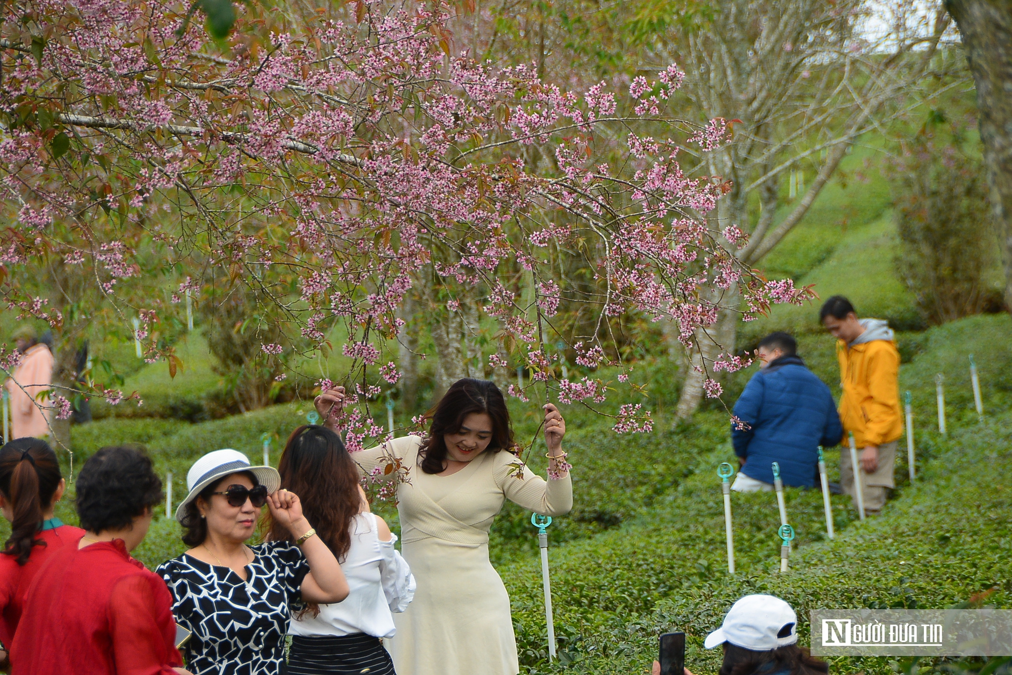 Mai anh đào nhuộm hồng Đồi chè Cầu Đất – Đà Lạt, du khách nườm nượp check-in đầu xuân- Ảnh 6.