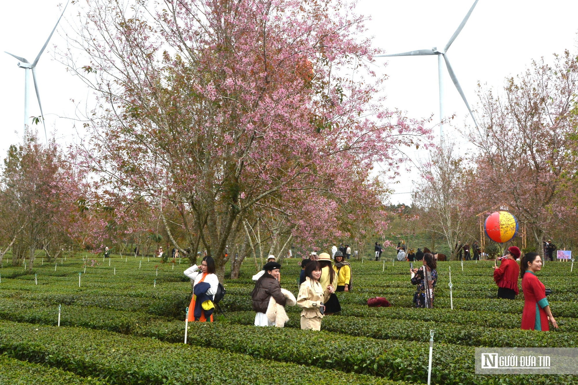 Mai anh đào nhuộm hồng Đồi chè Cầu Đất – Đà Lạt, du khách nườm nượp check-in đầu xuân- Ảnh 7.