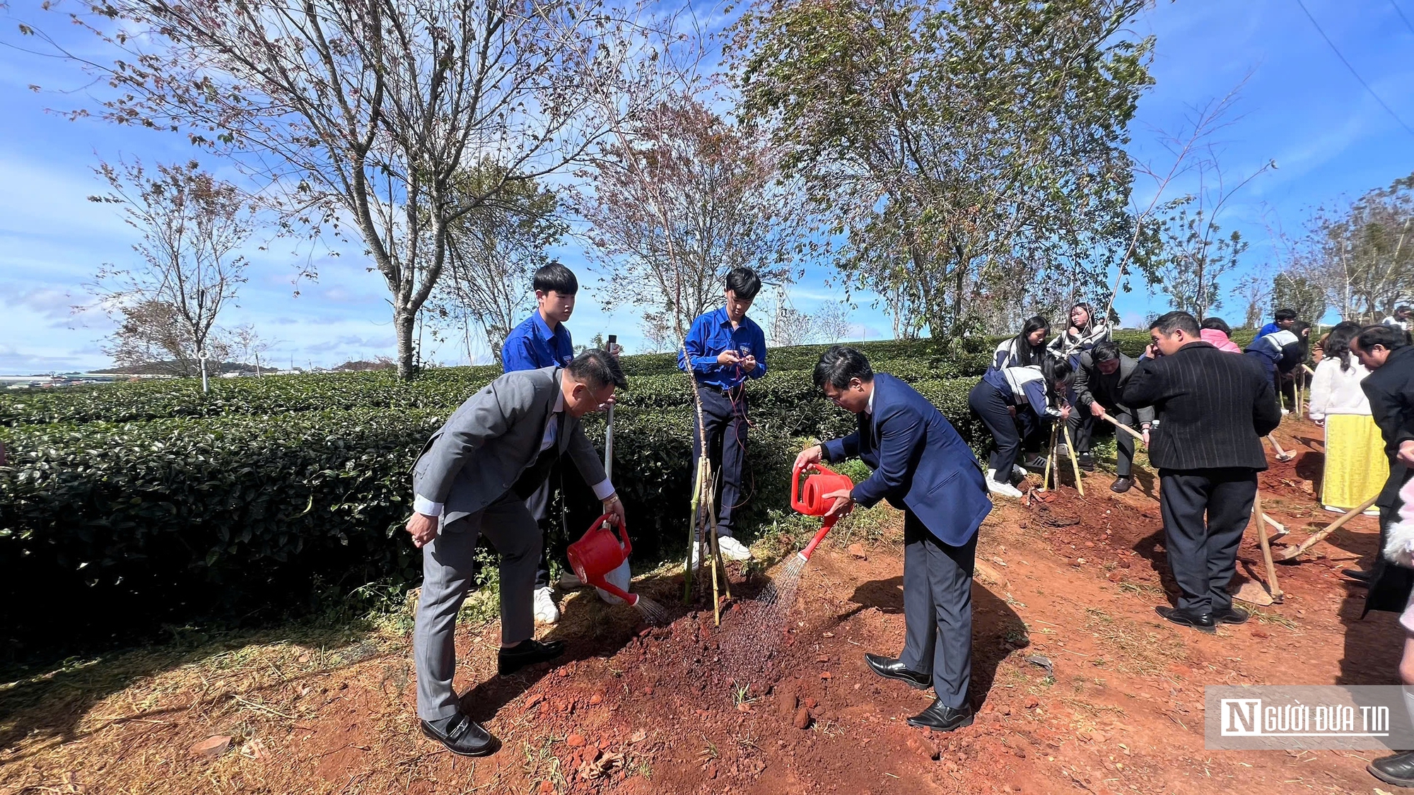 Mai anh đào nhuộm hồng Đồi chè Cầu Đất – Đà Lạt, du khách nườm nượp check-in đầu xuân- Ảnh 12.