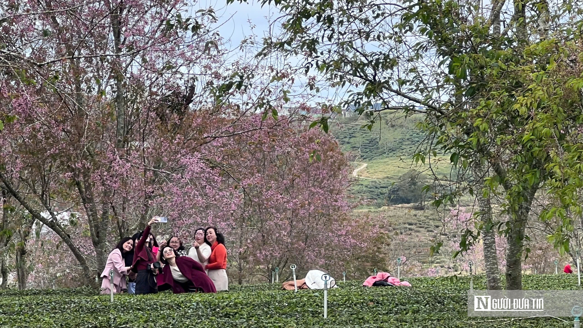 Mai anh đào nhuộm hồng Đồi chè Cầu Đất – Đà Lạt, du khách nườm nượp check-in đầu xuân- Ảnh 9.
