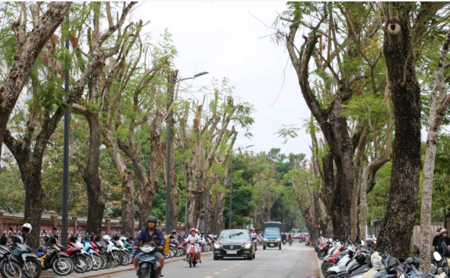 Huế lập 'hồ sơ sức khỏe' cho cây xanh đô thị- Ảnh 2.