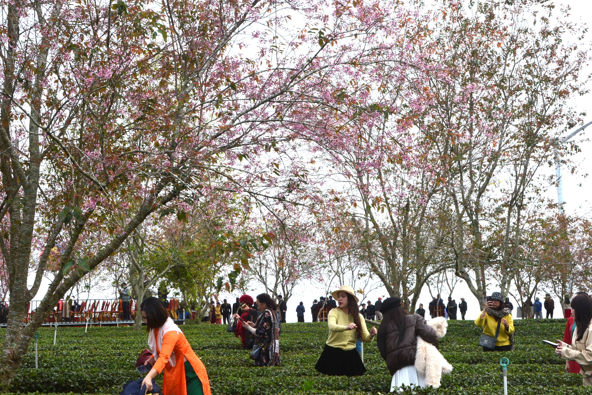 Mai anh đào nhuộm hồng Đồi chè Cầu Đất – Đà Lạt, du khách nườm nượp check-in đầu xuân- Ảnh 10.