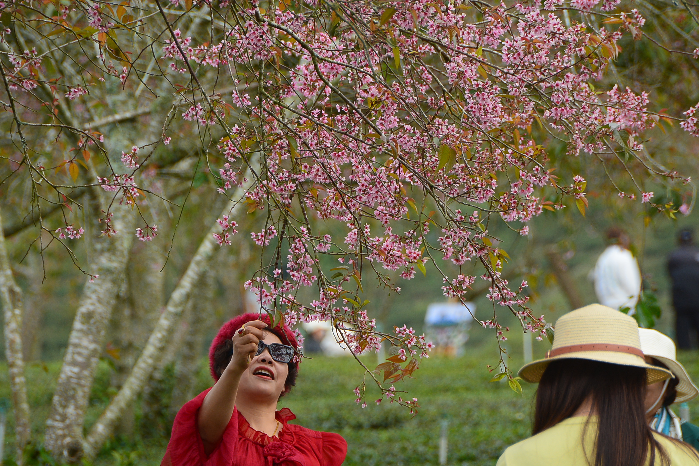 Mai anh đào nhuộm hồng Đồi chè Cầu Đất – Đà Lạt, du khách nườm nượp check-in đầu xuân- Ảnh 8.