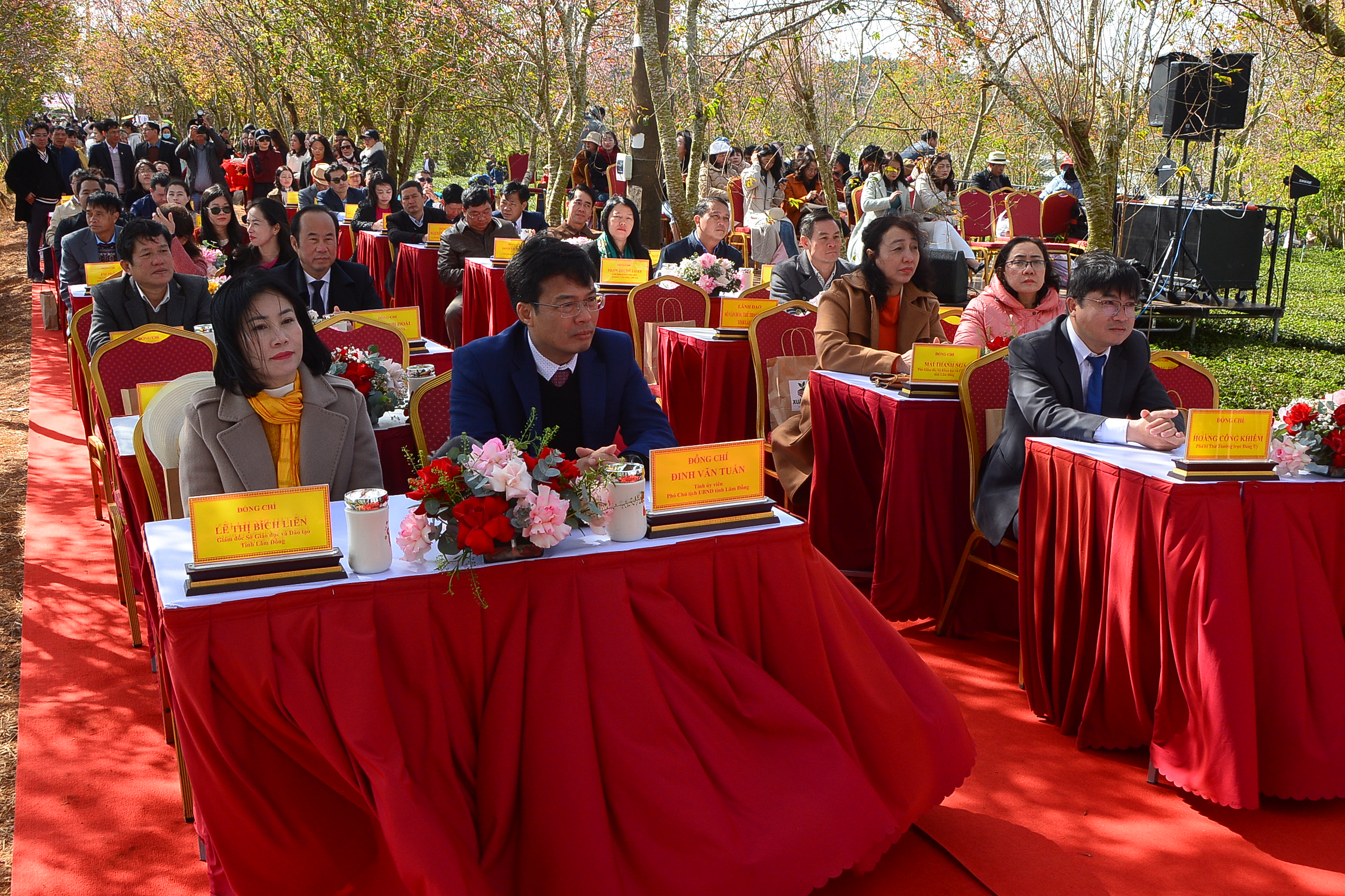 Mai anh đào nhuộm hồng Đồi chè Cầu Đất – Đà Lạt, du khách nườm nượp check-in đầu xuân- Ảnh 11.