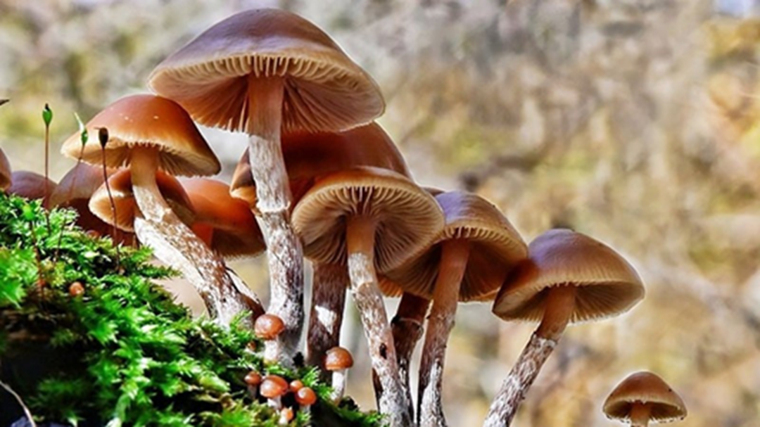 Bộ Y tế: Khẩn trương điều tra vụ nghi ngộ độc thực phẩm do ăn nấm lạ tại Tây Ninh- Ảnh 1. Bộ Y tế: Khẩn trương điều tra vụ nghi ngộ độc thực phẩm do ăn nấm lạ tại Tây Ninh- Ảnh 1.