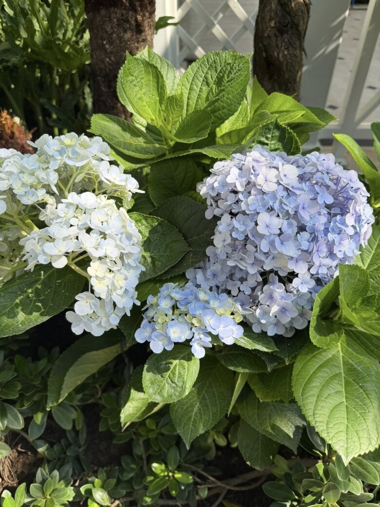 Hé lộ biệt thự rộng 2.000m2 đầy cây xanh của nhà thiết kế đình đám trong showbiz Việt- Ảnh 14.