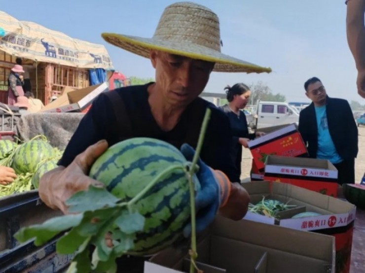 &Aacute;p lực thời tiết v&agrave; hy vọng được m&ugrave;a tr&ecirc;n những c&aacute;nh đồng dưa ở T&acirc;y Ninh- Ảnh 5.