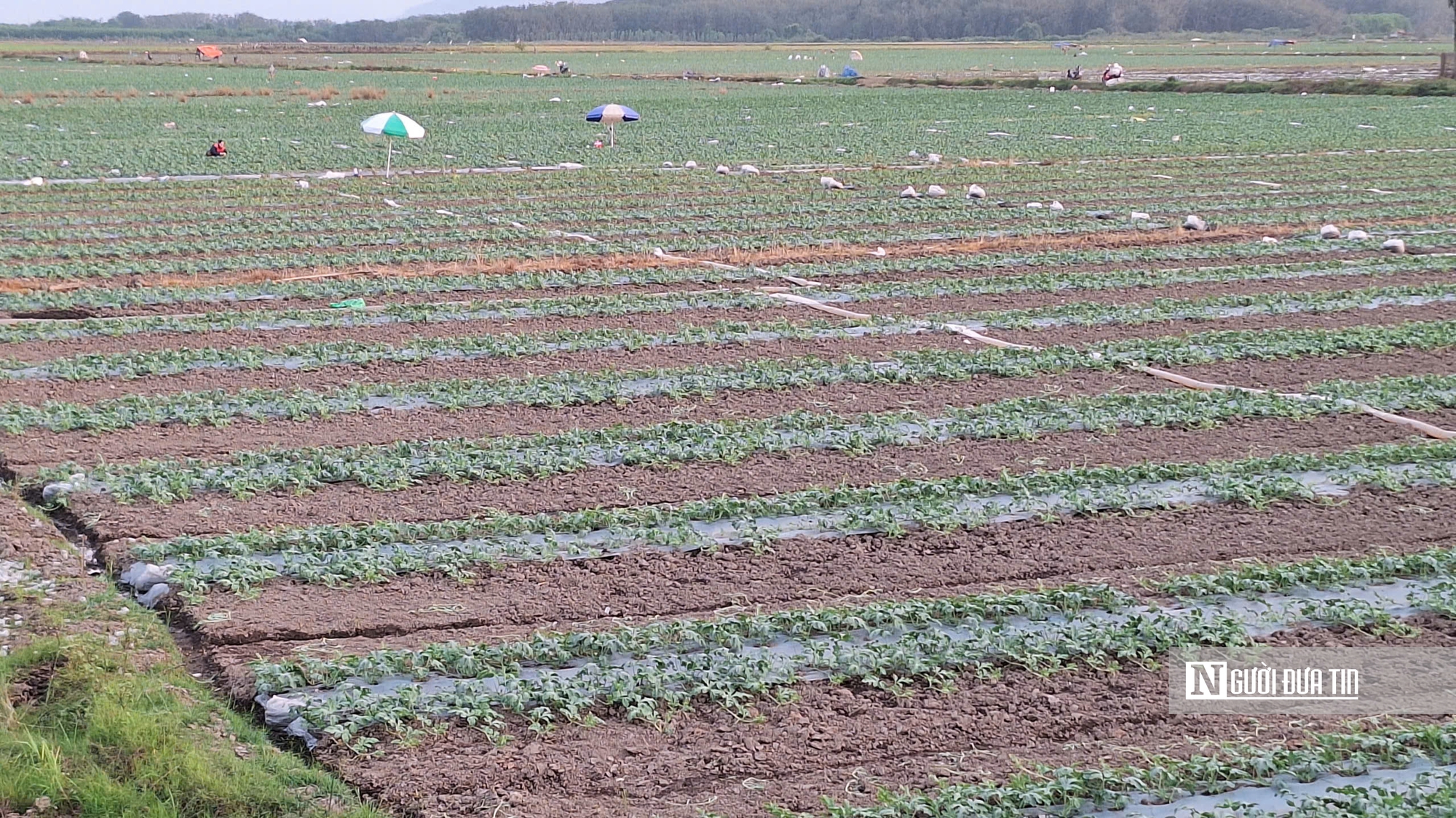 Áp lực thời tiết và hy vọng được mùa trên những cánh đồng dưa ở Tây Ninh- Ảnh 1.