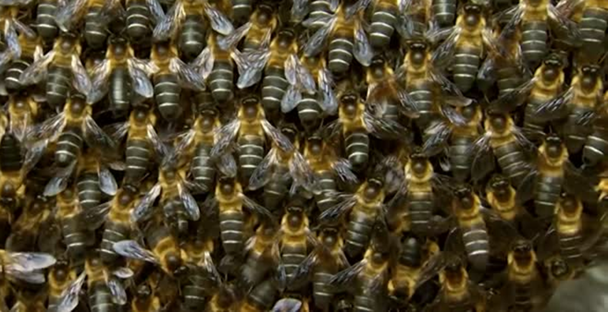 Đang đứng "hóng chuyện", người phụ nữ bị con vật quen thuộc tấn công nguy kịch dù nhảy xuống sông - Ảnh 1.