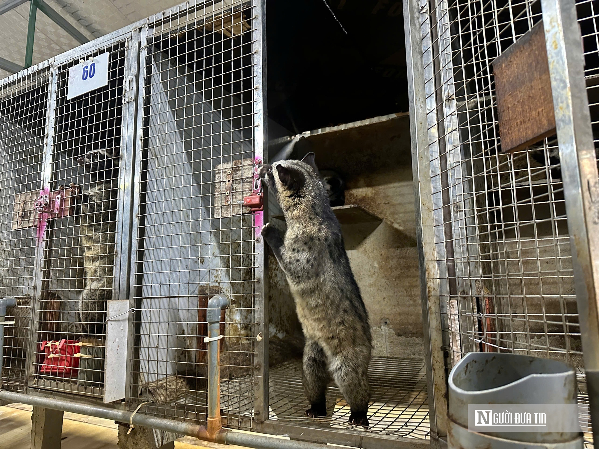 Về qu&ecirc; nu&ocirc;i 70 &ldquo;con kh&oacute; t&iacute;nh&rdquo;, sau 3 năm người đ&agrave;n &ocirc;ng gặt h&aacute;i cơ ngơi tiền tỷ - Ảnh 2.