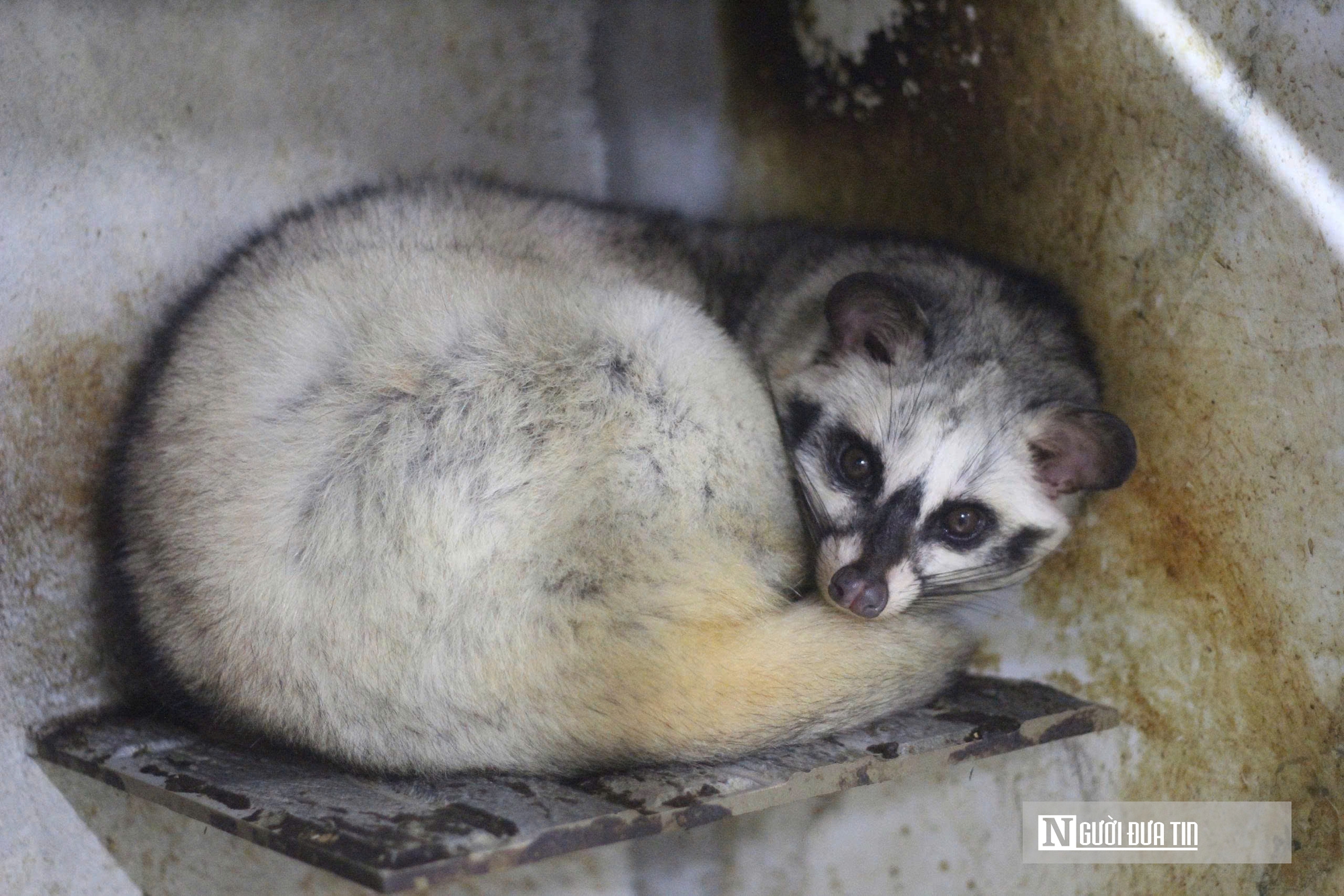 Về qu&ecirc; nu&ocirc;i 70 &ldquo;con kh&oacute; t&iacute;nh&rdquo;, sau 3 năm người đ&agrave;n &ocirc;ng gặt h&aacute;i cơ ngơi tiền tỷ - Ảnh 3.