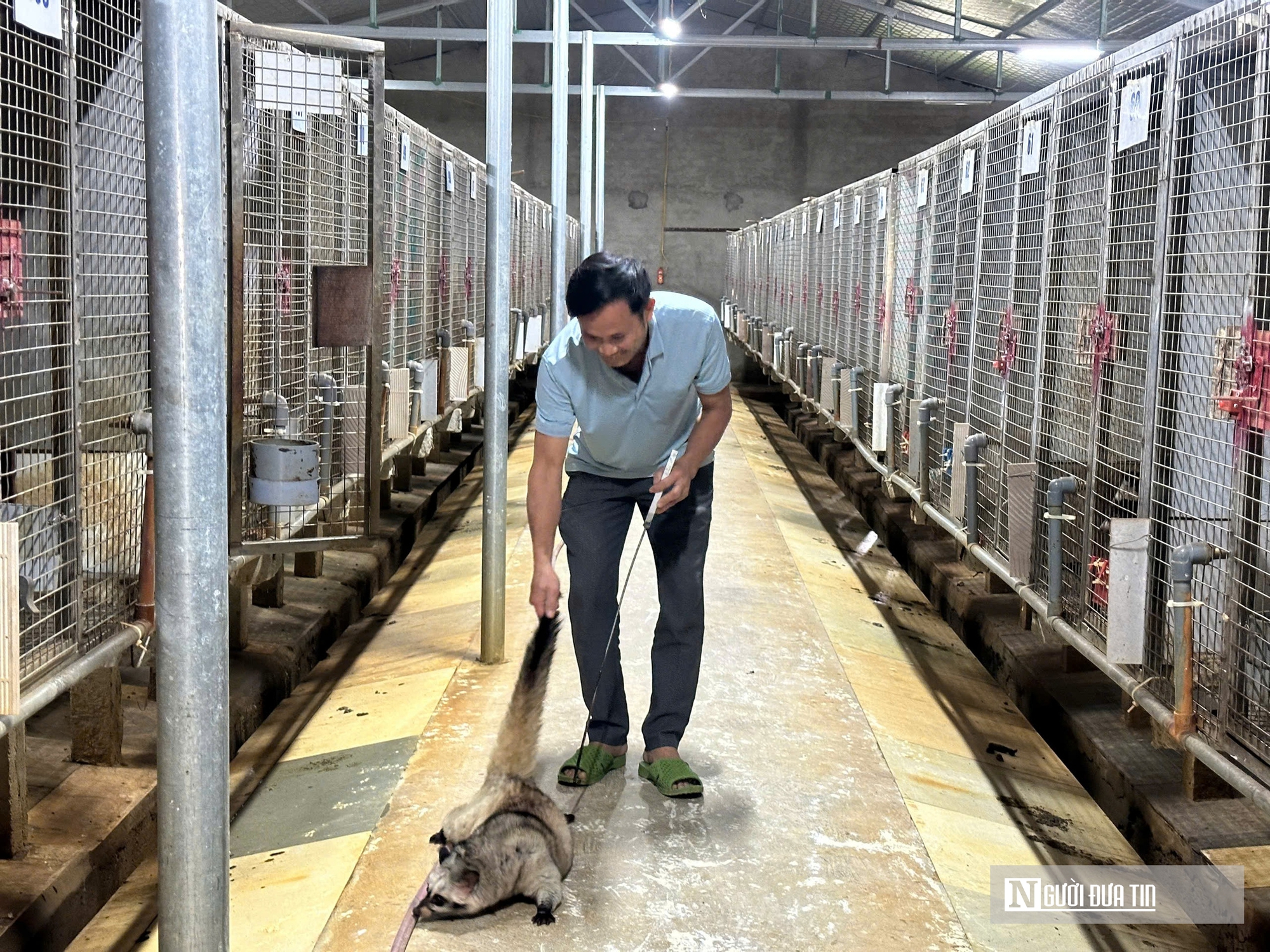 Về qu&ecirc; nu&ocirc;i 70 &ldquo;con kh&oacute; t&iacute;nh&rdquo;, sau 3 năm người đ&agrave;n &ocirc;ng gặt h&aacute;i cơ ngơi tiền tỷ - Ảnh 4.