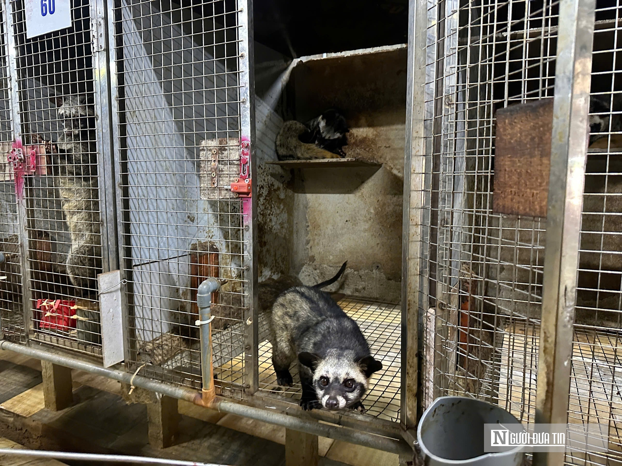 Về qu&ecirc; nu&ocirc;i 70 &ldquo;con kh&oacute; t&iacute;nh&rdquo;, sau 3 năm người đ&agrave;n &ocirc;ng gặt h&aacute;i cơ ngơi tiền tỷ - Ảnh 7.