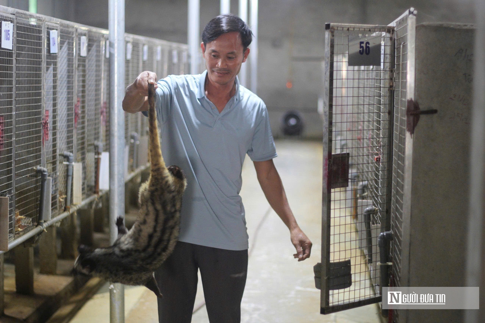 Về qu&ecirc; nu&ocirc;i 70 &ldquo;con kh&oacute; t&iacute;nh&rdquo;, sau 3 năm người đ&agrave;n &ocirc;ng gặt h&aacute;i cơ ngơi tiền tỷ - Ảnh 8.