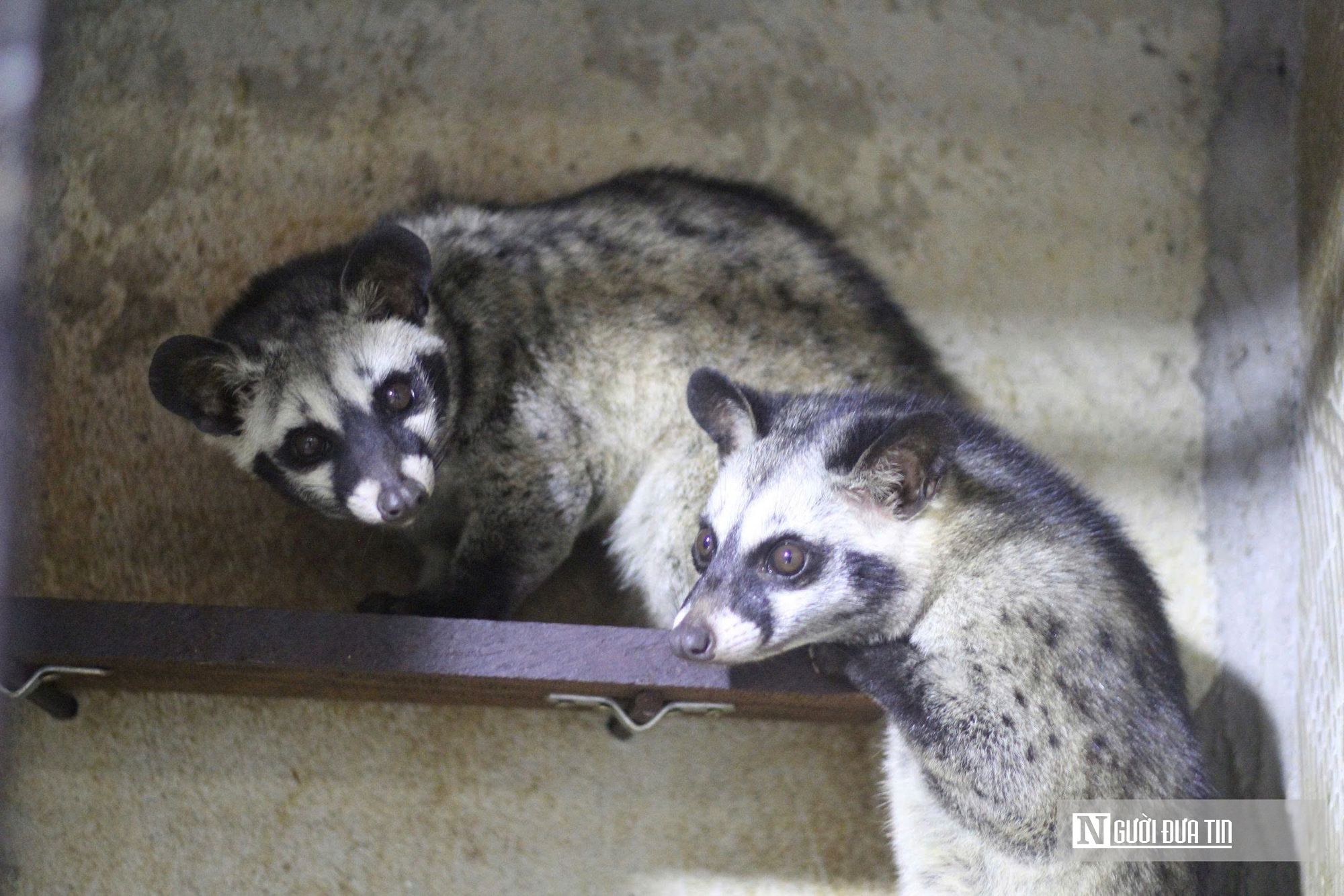 Về qu&ecirc; nu&ocirc;i 70 &ldquo;con kh&oacute; t&iacute;nh&rdquo;, sau 3 năm người đ&agrave;n &ocirc;ng gặt h&aacute;i cơ ngơi tiền tỷ - Ảnh 9.