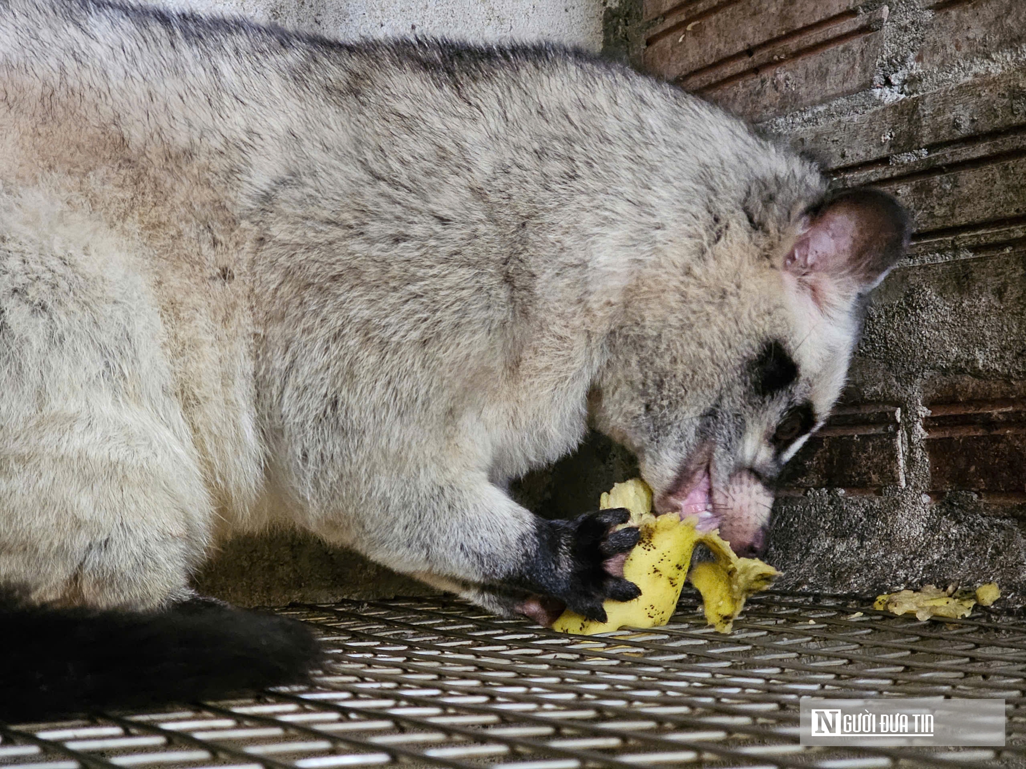 Về qu&ecirc; nu&ocirc;i 70 &ldquo;con kh&oacute; t&iacute;nh&rdquo;, sau 3 năm người đ&agrave;n &ocirc;ng gặt h&aacute;i cơ ngơi tiền tỷ - Ảnh 6.