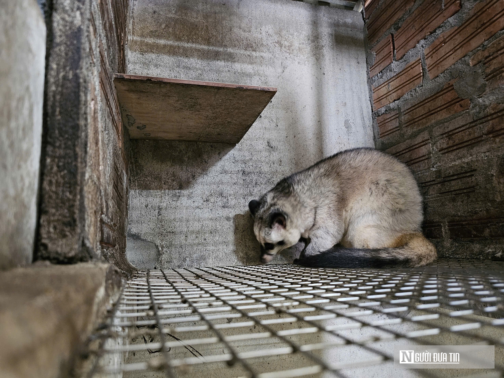 Về qu&ecirc; nu&ocirc;i 70 &ldquo;con kh&oacute; t&iacute;nh&rdquo;, sau 3 năm người đ&agrave;n &ocirc;ng gặt h&aacute;i cơ ngơi tiền tỷ - Ảnh 10.