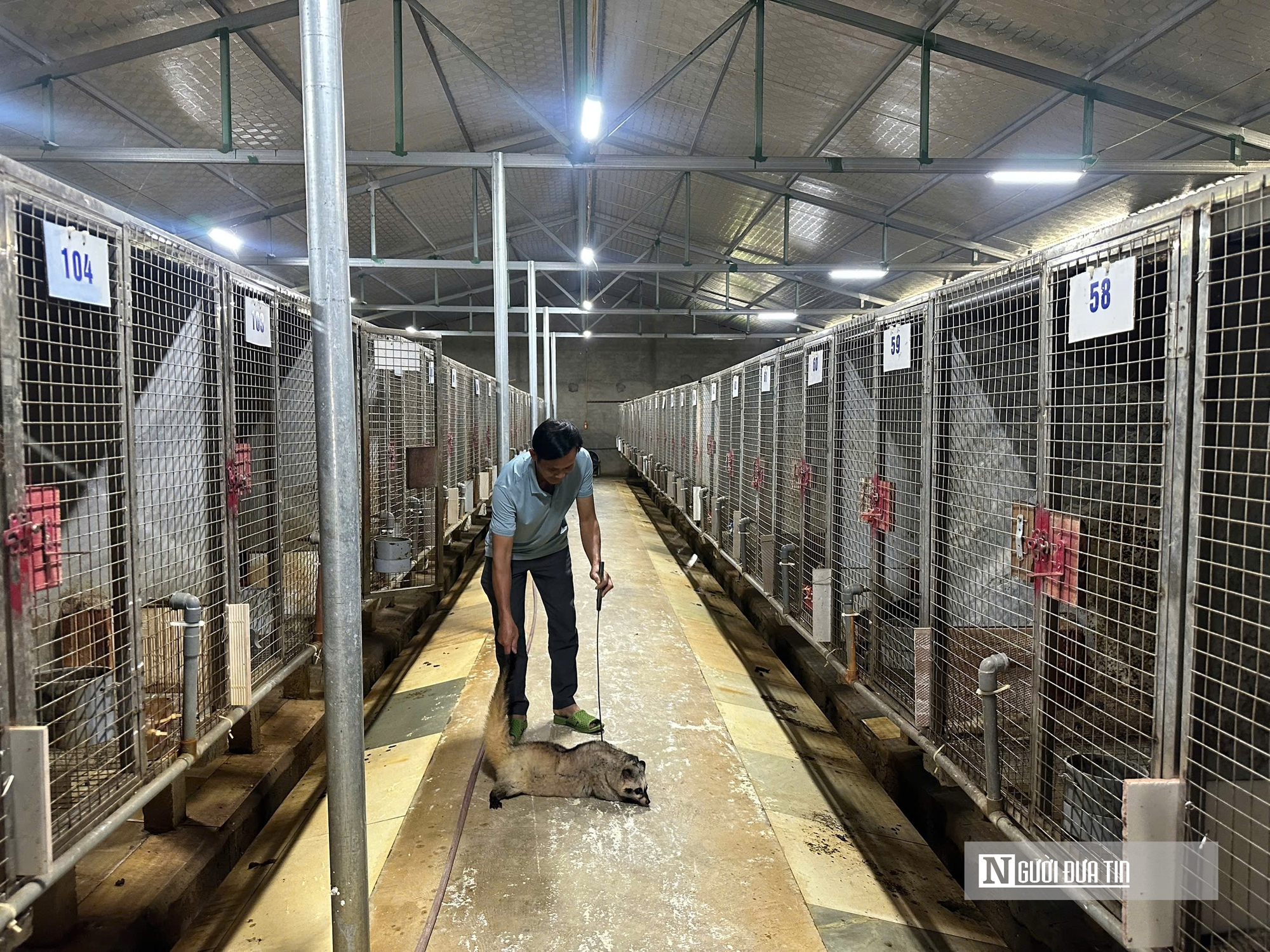 Về qu&ecirc; nu&ocirc;i 70 &ldquo;con kh&oacute; t&iacute;nh&rdquo;, sau 3 năm người đ&agrave;n &ocirc;ng gặt h&aacute;i cơ ngơi tiền tỷ - Ảnh 11.