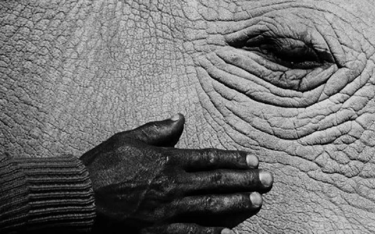 Lo&agrave;i vật qu&yacute; hiếm bậc nhất h&agrave;nh tinh, cả thế giới c&ograve;n chưa đến 50 c&aacute; thể "b&iacute; ẩn" - Ảnh 6.