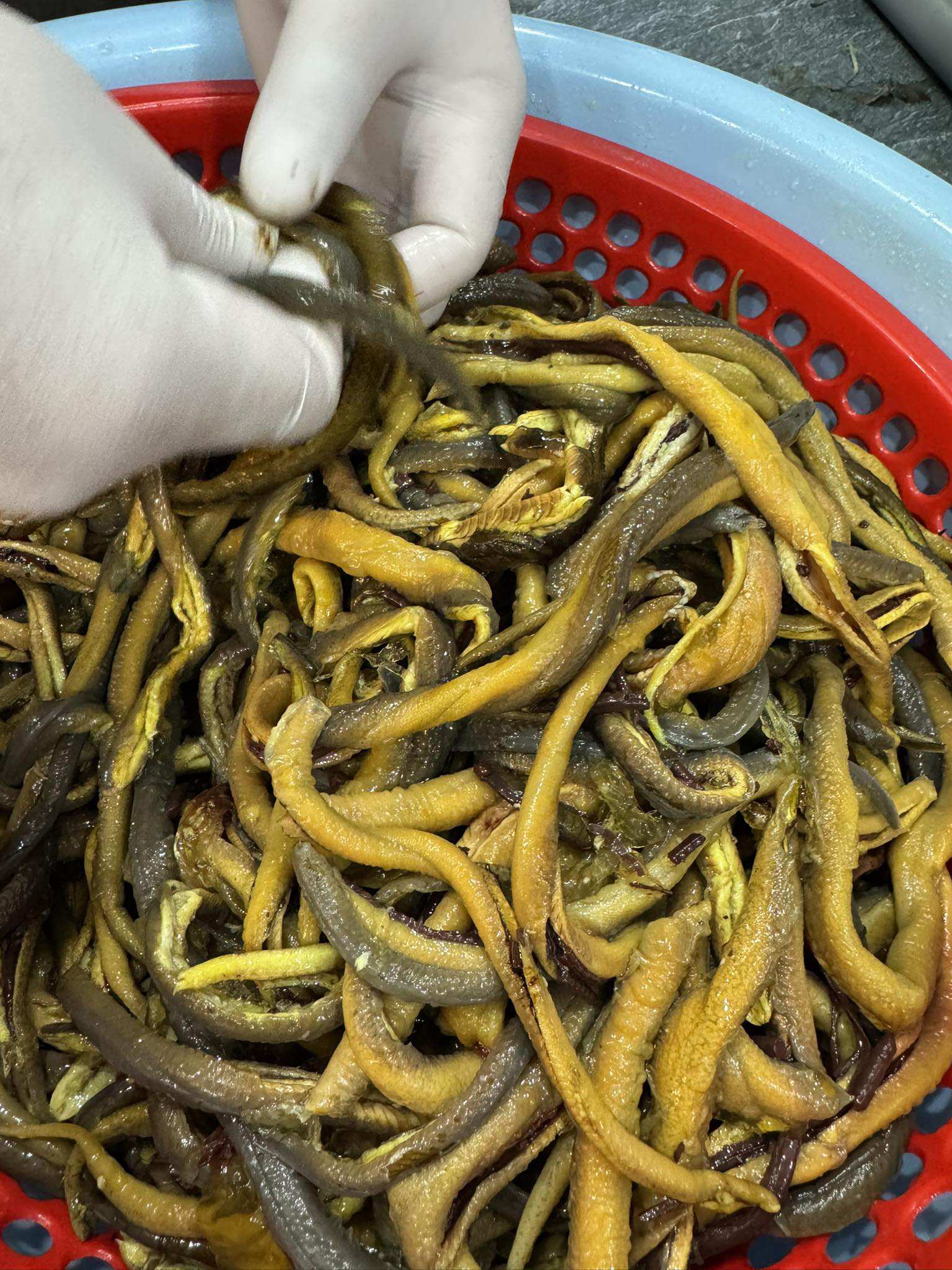 Đặc sản xứ Nghệ: "Bổ hơn sâm" làm nhiều món ngon, bổ, là di sản văn hóa phi vật thể quốc gia - Ảnh 1.