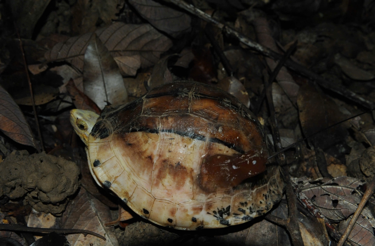Ph&aacute;t hiện lo&agrave;i r&ugrave;a tr&aacute;n v&agrave;ng, động vật hoang d&atilde; qu&yacute; hiếm nhất thế giới ở Việt Nam- Ảnh 1.