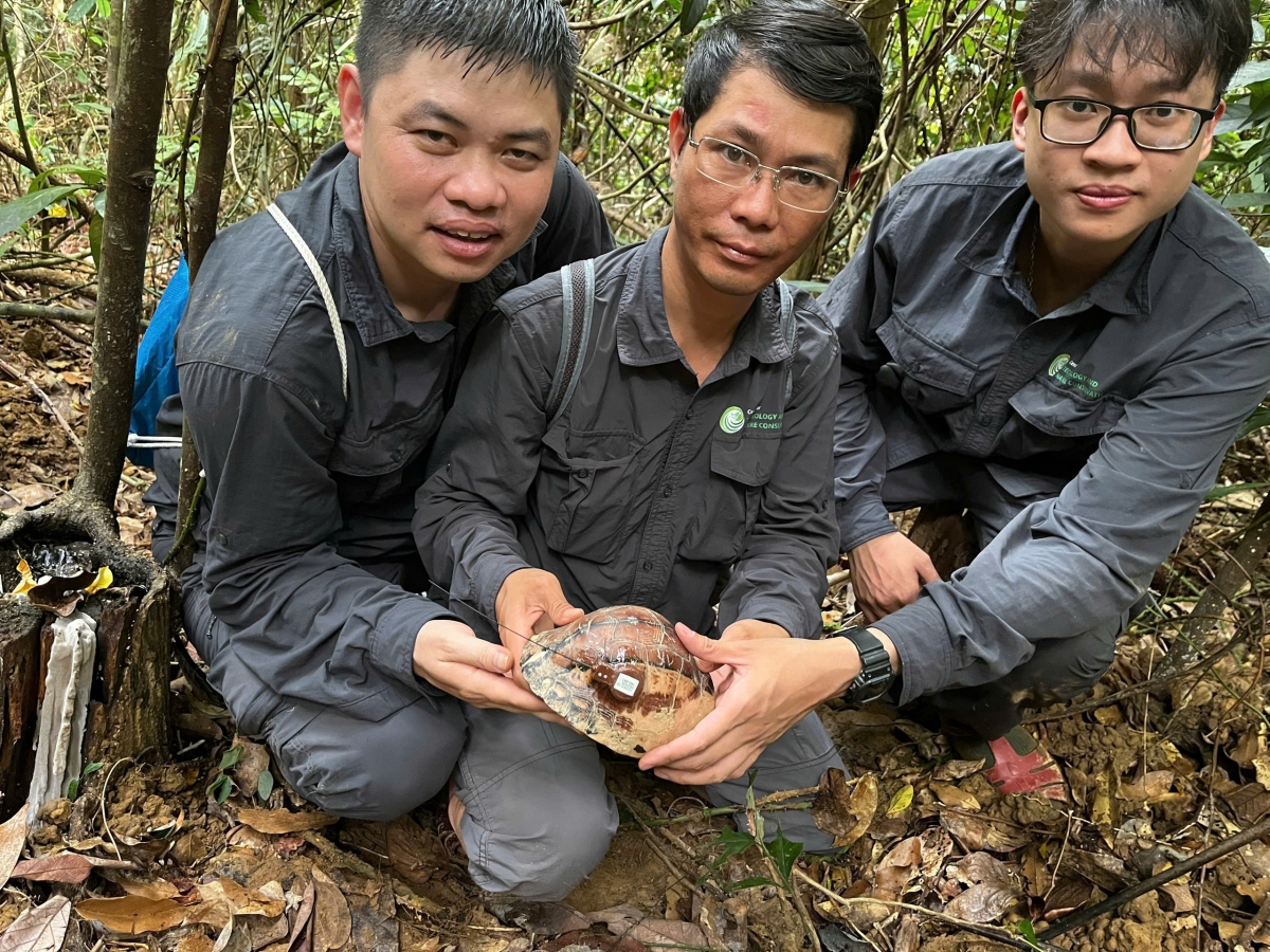Ph&aacute;t hiện lo&agrave;i r&ugrave;a tr&aacute;n v&agrave;ng, động vật hoang d&atilde; qu&yacute; hiếm nhất thế giới ở Việt Nam- Ảnh 2.