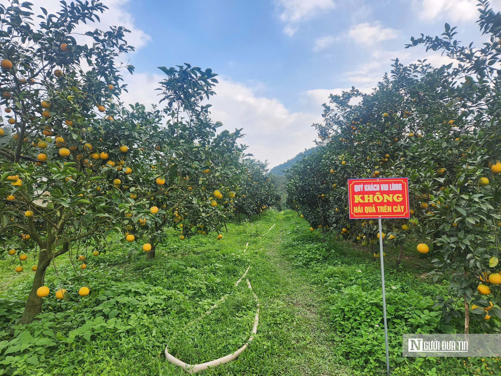 &ldquo;Thủ phủ&rdquo; cam gi&ograve;n H&agrave; Tĩnh ước t&iacute;nh thu h&agrave;ng chục tỷ dịp Tết Nguy&ecirc;n đ&aacute;n  - Ảnh 1.