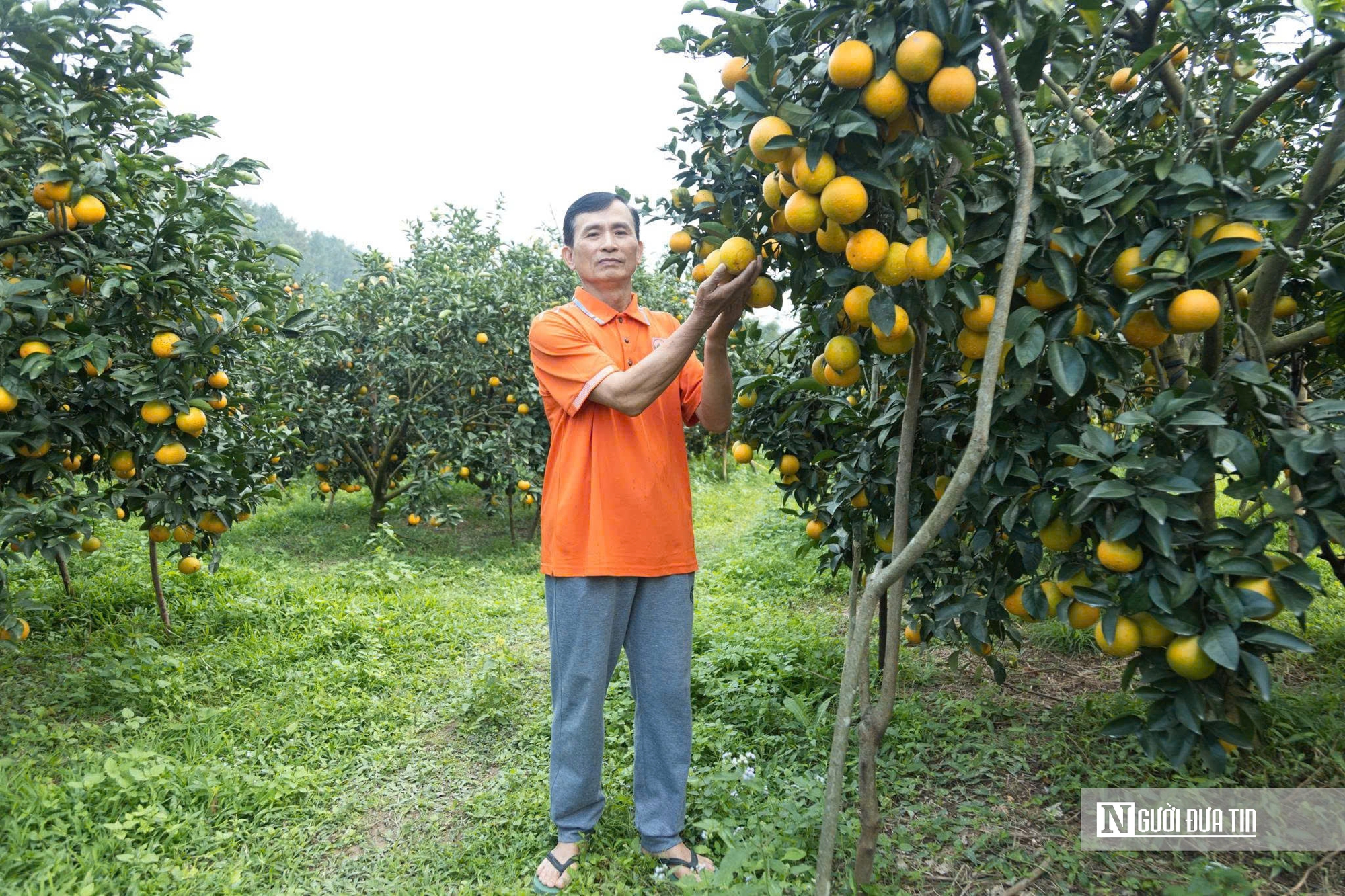 &ldquo;Thủ phủ&rdquo; cam gi&ograve;n H&agrave; Tĩnh ước t&iacute;nh thu h&agrave;ng chục tỷ dịp Tết Nguy&ecirc;n đ&aacute;n  - Ảnh 2.