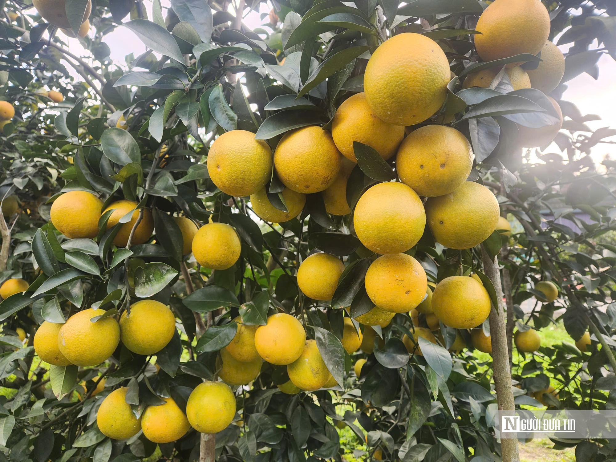 &ldquo;Thủ phủ&rdquo; cam gi&ograve;n H&agrave; Tĩnh ước t&iacute;nh thu h&agrave;ng chục tỷ dịp Tết Nguy&ecirc;n đ&aacute;n  - Ảnh 3.