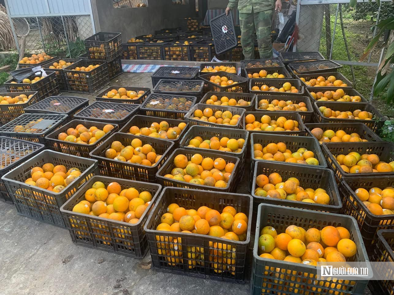 &ldquo;Thủ phủ&rdquo; cam gi&ograve;n H&agrave; Tĩnh ước t&iacute;nh thu h&agrave;ng chục tỷ dịp Tết Nguy&ecirc;n đ&aacute;n  - Ảnh 5.