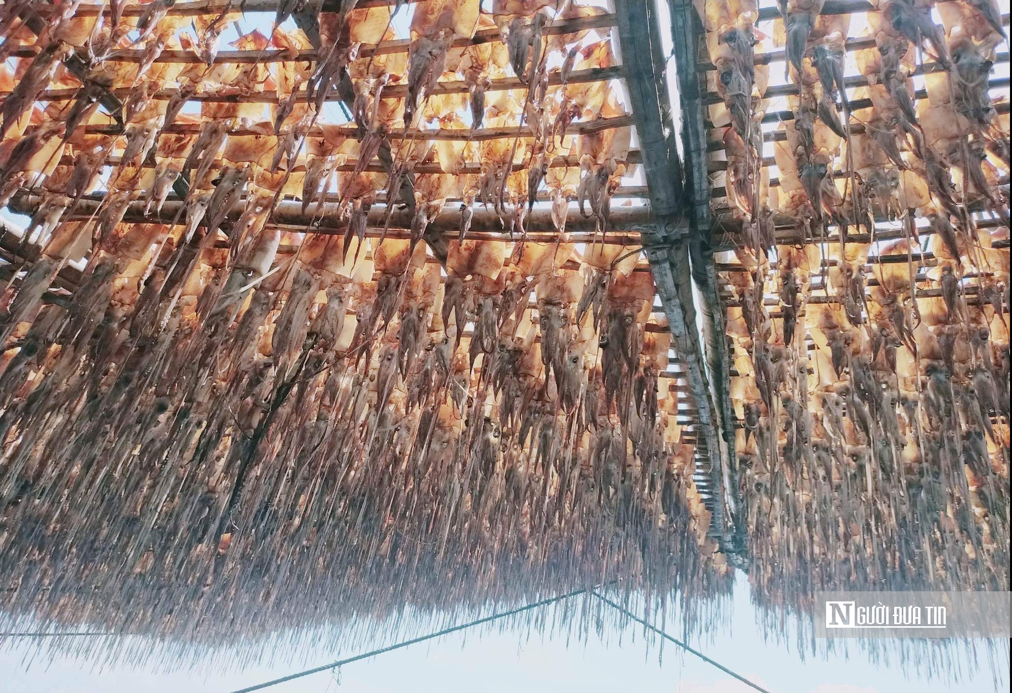 "Lộc biển" được gi&aacute;, ngư d&acirc;n đ&oacute;n Tết sớm- Ảnh 2.