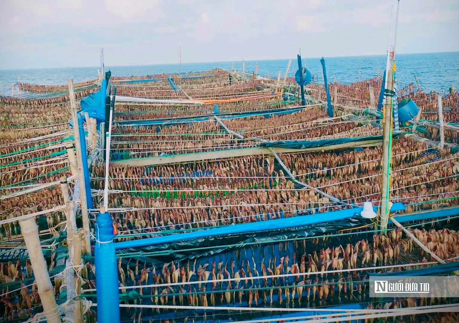 "Lộc biển" được gi&aacute;, ngư d&acirc;n đ&oacute;n Tết sớm- Ảnh 3.