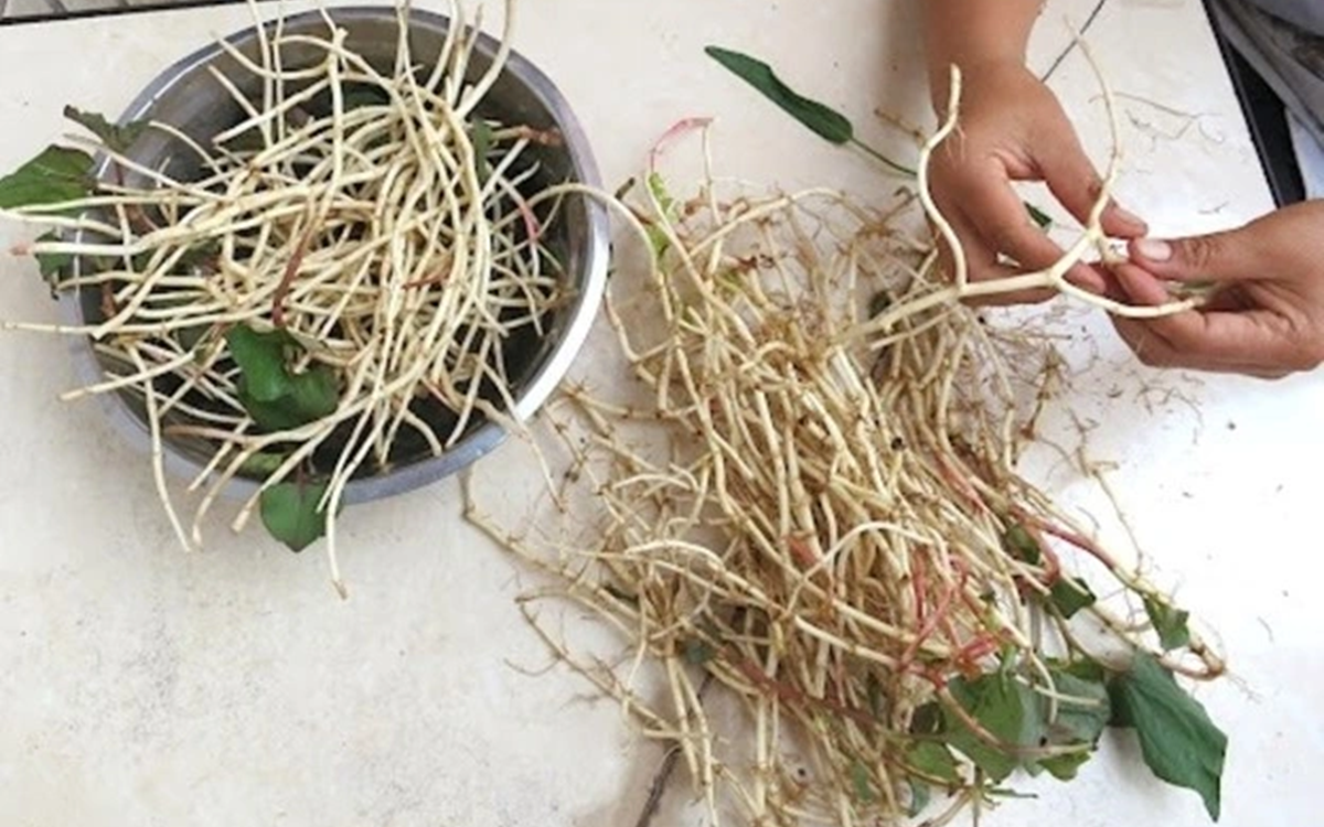 2 loại quả &iacute;t "ngậm" thuốc trừ s&acirc;u nhất chợ, nhất c&aacute;i số 1 m&acirc;m cơm nh&agrave; n&agrave;o cũng c&oacute; - Ảnh 3.