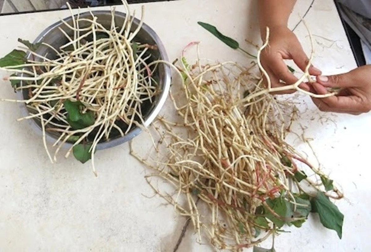 Đừng chỉ ăn lá, rễ loại cây này quý như "nhân sâm người nghèo" mọc um tùm như cỏ - Ảnh 2.