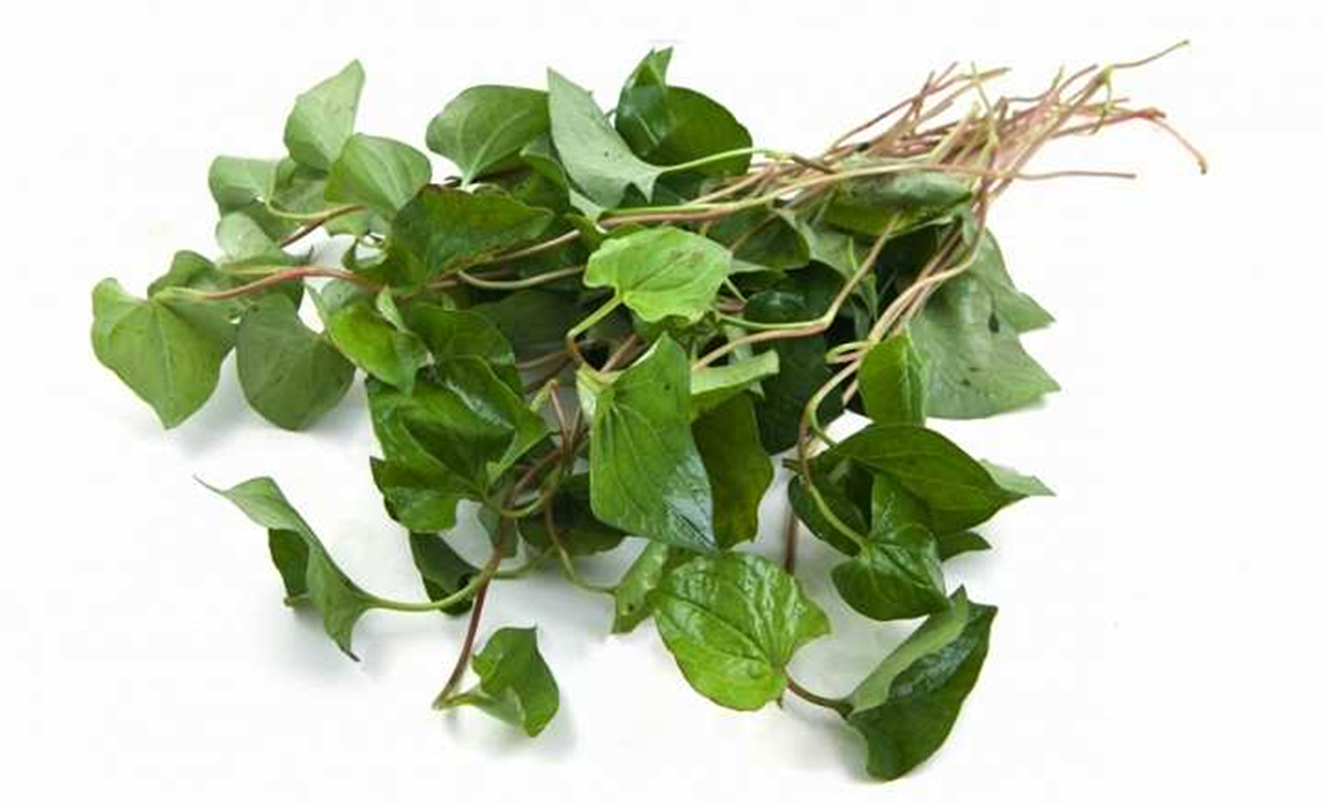 Đừng chỉ ăn lá, rễ loại cây này quý như "nhân sâm người nghèo" mọc um tùm như cỏ - Ảnh 1.